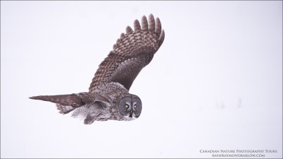 Great Grey Owl in Flight 