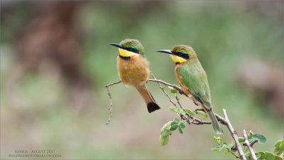 Little bee-eater Family 