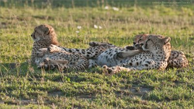 Cheetah Wake Up 