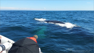 Newfoundland Humpback beside our Boat