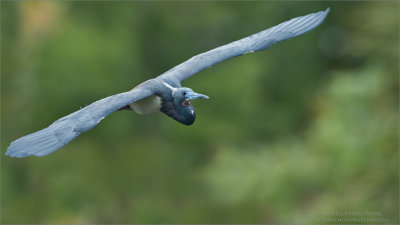 Tricolored heron in Flight - Florida