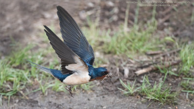 Barn Swallow in Flight 