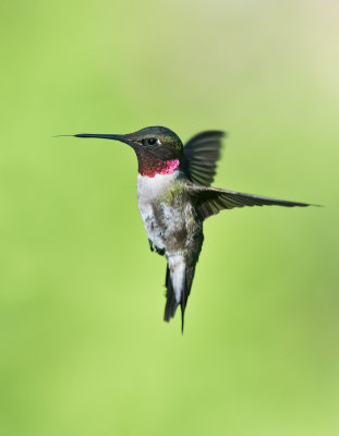 Ruby-throated Hummingbird in Flight
