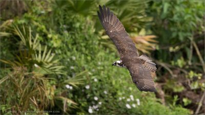 Osprey in Flight - Florida