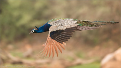 Peacock in Flight 