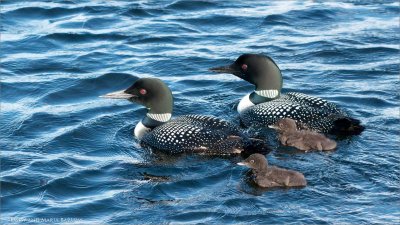 Loons and Chicks - Photo by Maria Barlow 