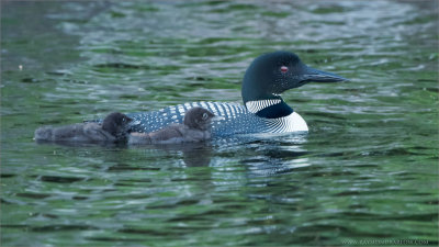 Loon Mother with Chicks