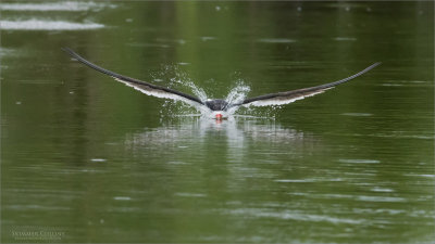 Black Skimmer in Flight skimming 