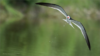 Black Skimmer in Flight 