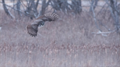 Great Grey Owl in Flight - Canada 