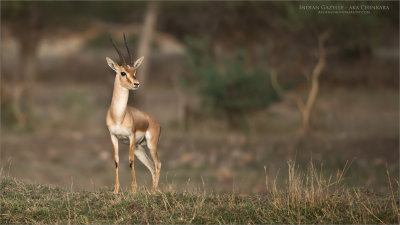 Indian gazelle aka Chinkara  
