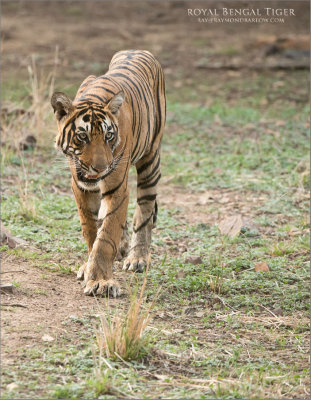 Royal Bengal Tiger - His Name is Pacman