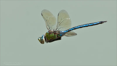 Dragonfly in Flight - Tanzania 2011