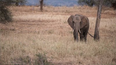 Tarangire National Park - Elephant 