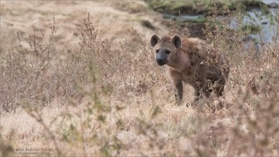 Spotted Hyena in Tanzania 