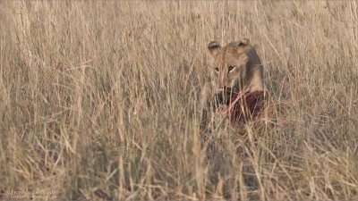 Lion with Breakfast - Tanzania