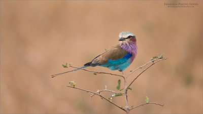 Lilac-breasted roller 
