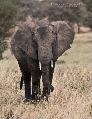 East African Elephant 