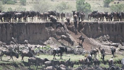 Wildebeest Crossing at the Mara River 
