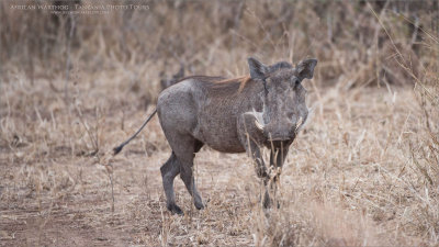 African Warthog 