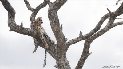 Time to Wake Up! - Serengeti Leopard