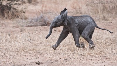 Baby elephant on the Run 