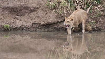 Young Male Lion enters the Water 