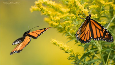 Monarch Butterfies 