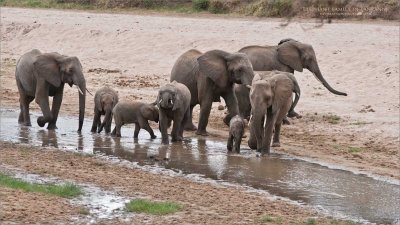 Elephant Family in for a Drink 