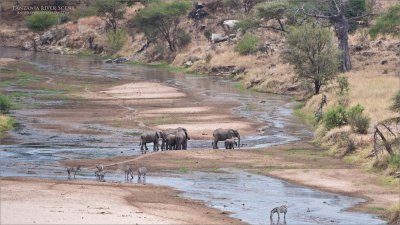 Tanzania River Scene