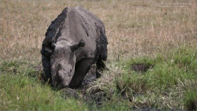  Black Rhino in the Mud 