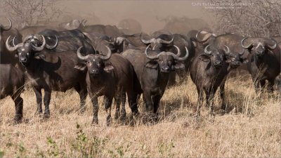 A Cloud of Dust - Cape Buffalo