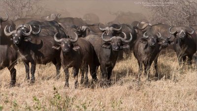 A Cloud of Dust - Cape Buffalo 