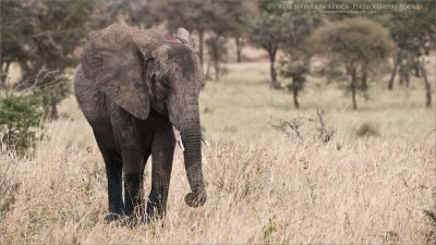Elephant in Tanzania