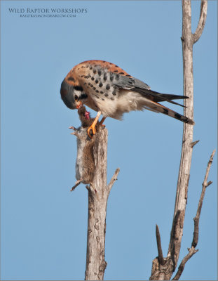 American Kestral with Lunch - Wild!