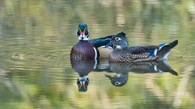 Wood Duck Couple Preparing for Winter 