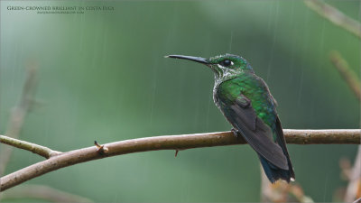 Green-crowned brilliant 