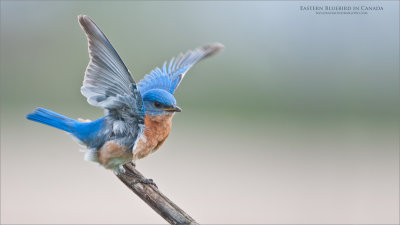 Eastern Bluebird - Wings up 