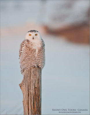 Snowy Owl Workshops in Canada