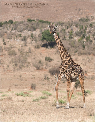 Masai giraffe in Tanzania 