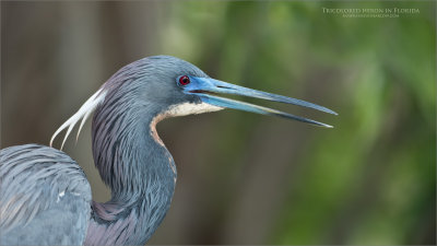 Tri-colored heron portrait - Florida Tours