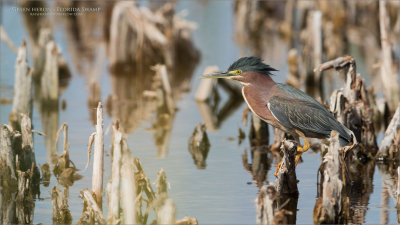 Green heron in Florida 