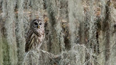 Barred Owl - Florida