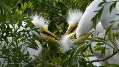 Great egret family Nest 