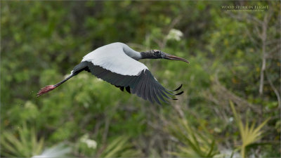 Wood stork in Flight 