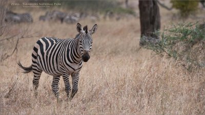 Tanzania Zebra 