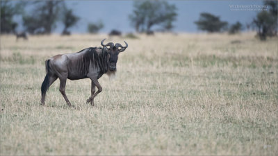Wildebeest Posing 