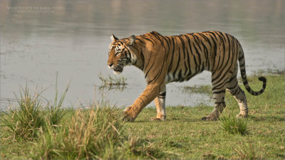 Female Tiger T19 Krishna - India 2015 