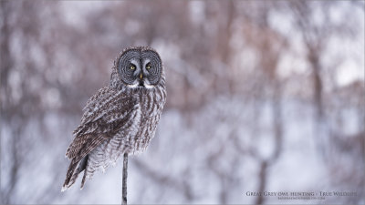 Great grey owl Perched 
