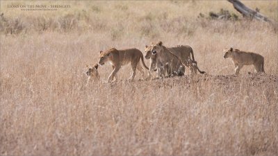 Lions on the Move 